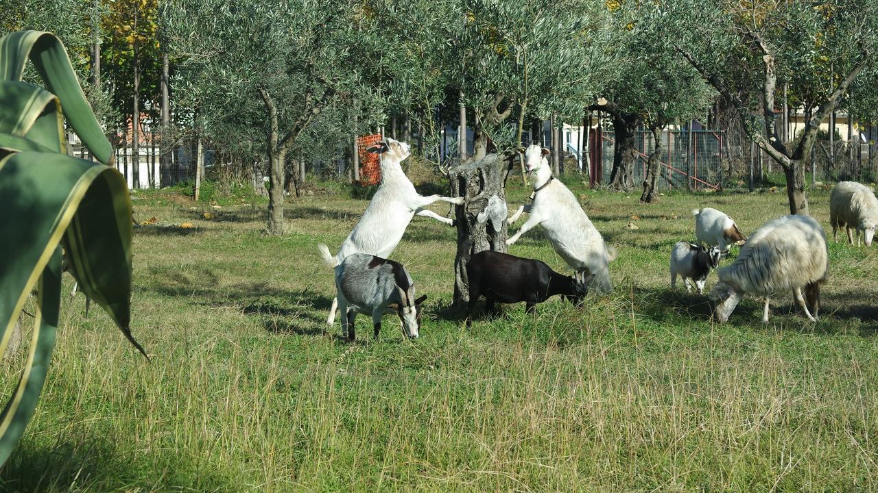 Гостевой дом Agriturismo Masseria I Risi Санта-Эуфемия-Ламеция Экстерьер фото